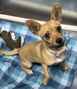 SCANELA -  Chihuahua and Mixed Breed Dog for Adoption in Houston, Texas - SCANELA | PetCurious