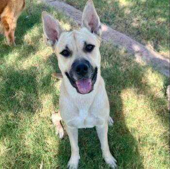 Rescue Carolina Dog and Mixed Breed Dogs for Adoption in Mead, Colorado - Luna | PetCurious