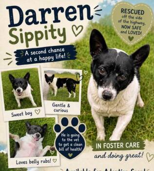 Darren in TX -  Mixed Breed Dog for Adoption in Cranston, Rhode Island - Darren In TX | PetCurious