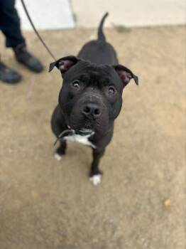 Pit Bull Terrier Dogs Available for Adoption in Chula Vista, California - A271024 | PetCurious