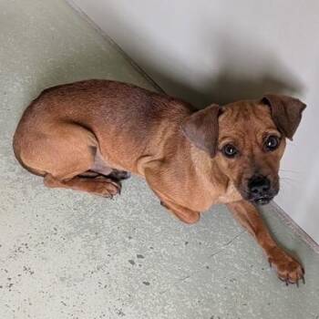 Chalupa -  Chihuahua and Dachshund Dog for Adoption in Valdosta, Georgia - Chalupa | PetCurious