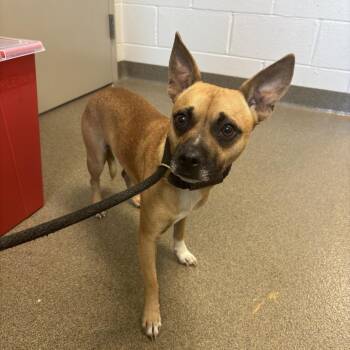 Duke -  Chihuahua and French Bulldog Dog for Adoption in Council Bluffs, Iowa - Duke | PetCurious