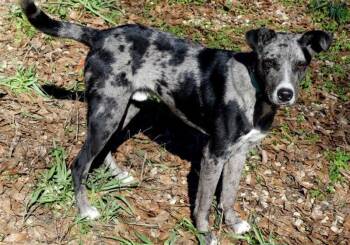 Catahoula Leopard Dog Dogs Available for Adoption - Blue | PetCurious