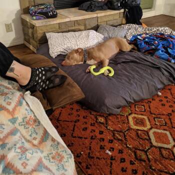 Lincoln -  Pit Bull Terrier and Hound Dog for Adoption in Kanab, Utah - Lincoln | PetCurious
