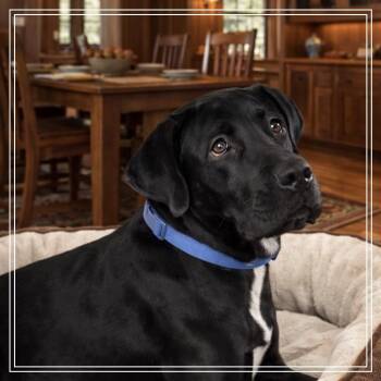 Black Labrador Retriever and English Pointer Dogs Available for Adoption - Tiny | PetCurious