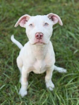 Rescue Fox Terrier and Labrador Retriever Dogs for Adoption in Malvern, Pennsylvania - Whitney | PetCurious
