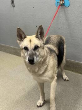 Rescue German Shepherd Dog Dogs for Adoption in Las Vegas, Nevada - ATHENA | PetCurious
