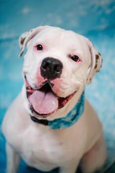 Chancellor -  American Bulldog and Boxer Dog for Adoption in Plover, Wisconsin - Chancellor | PetCurious