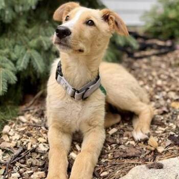 Morrie -  Mixed Breed Dog for Adoption in Buffalo, Minnesota - Morrie | PetCurious