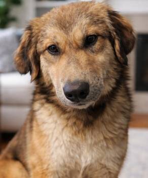 Great Pyrenees Dogs Available for Adoption in Kiowa, Oklahoma - Emi  | PetCurious