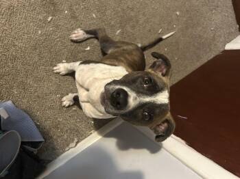 Rescue Pit Bull Terrier Dogs for Adoption in Patchogue, New York - Mohawk | PetCurious