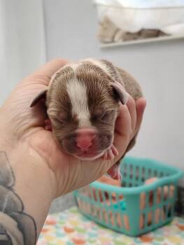 Mixed Breed Dogs Available for Adoption - Lil-pip | PetCurious