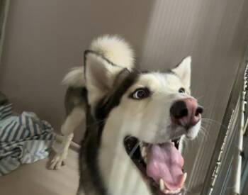 Mixed Breed Dogs Available for Adoption - Atlas | PetCurious