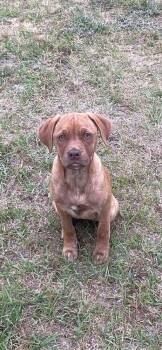 Labrador Retriever and Vizsla Dogs Available for Adoption in Oswego, South Carolina - Girl Trio - Dixie | PetCurious