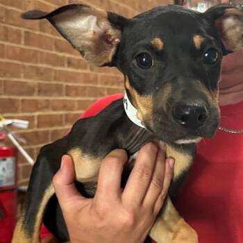 Emery -  Pit Bull Terrier Dog for Adoption in Birmingham, Alabama - Emery | PetCurious