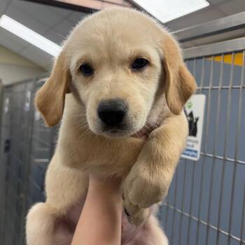 German Shepherd Dog Dogs Available for Adoption - Birdie FKA Cactus | PetCurious