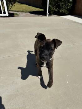 Zoey -  Pit Bull Terrier Dog Available for Adoption in Manhattan Beach, California - Zoey | PetCurious