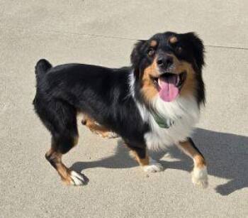 Australian Shepherd Dogs Available for Adoption - Bo | PetCurious