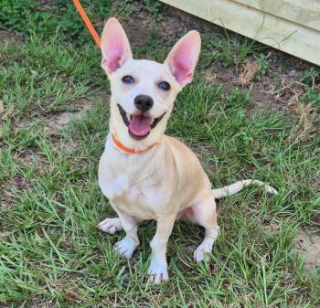 Tipitina -  Dachshund and Chihuahua Dog for Adoption in Metairie, Louisiana - Tipitina | PetCurious