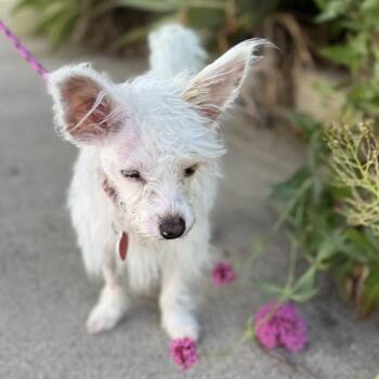 Maltese Dogs Available for Adoption in Los Angeles, California - Layup | PetCurious