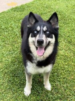 Husky Dogs Available for Adoption in Sugar Land, Texas - AKIRA | PetCurious