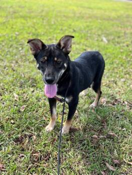 Rescue Shepherd and Mixed Breed Dogs for Adoption in Aiken, South Carolina - Giselle | PetCurious