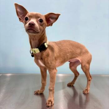 Chihuahua Dogs Available for Adoption in Portland, Oregon - Pikachu | PetCurious