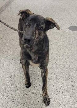 Brennan -  Mixed Breed Dog for Adoption in Kansas City, Missouri - Brennan | PetCurious