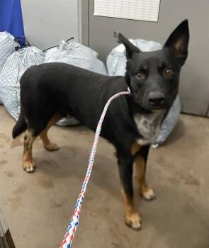 CAPTAIN -  Mixed Breed Dog for Adoption in Dallas, Texas - CAPTAIN | PetCurious