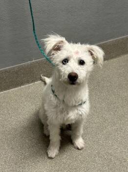 LETO -  Poodle and Mixed Breed Dog for Adoption in Las Vegas, Nevada - LETO | PetCurious