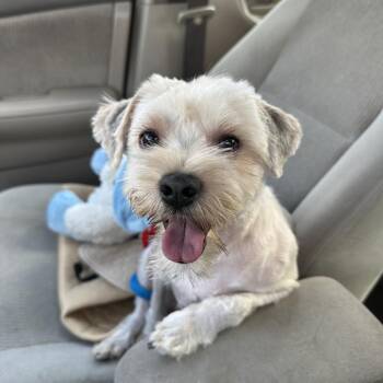 Mixed Breed Dogs Available for Adoption in Oak Brook, Illinois - Fizz | PetCurious