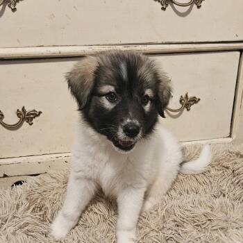 Great Pyrenees and Australian Shepherd Dogs Available for Adoption in Myrtle Beach, South Carolina - Nani | PetCurious