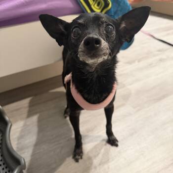 Zippy -  Chihuahua Dog for Adoption in Mahwah, New Jersey - Zippy | PetCurious