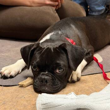Little Debbie -  Pug and Boston Terrier Dog for Adoption in Palm Springs, California - Little Debbie | PetCurious