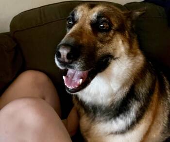JOEY -  German Shepherd Dog and Shepherd Dog for Adoption in Los Angeles, California - JOEY | PetCurious