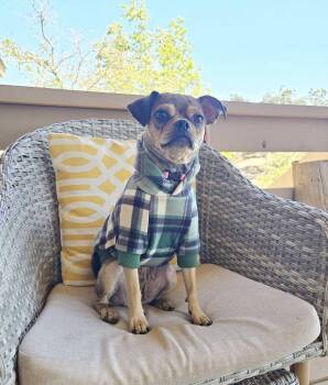 Dolly -  Pug and Chihuahua Dog for Adoption in Tehachapi, California - Dolly | PetCurious