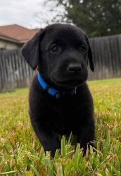 Carl Dean -  Labrador Retriever Dog for Adoption in Austin, Texas - Carl Dean | PetCurious