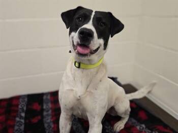 GENEVIEVE BURNETT -  Labrador Retriever and American Staffordshire Terrier Dog for Adoption in Auburn, California - GENEVIEVE BURNETT | PetCurious