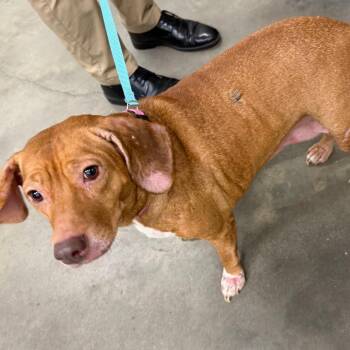 Rosey -  Beagle Dog for Adoption in Tampa, Florida - Rosey | PetCurious