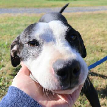 Rescue Labrador Retriever and Terrier Dogs for Adoption in New York, New York - JEANE LEE "In NY: Foster Or Forever Home Needed!" | PetCurious