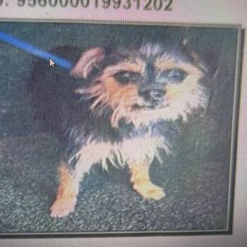 Whiskers 1202 -  Terrier Dog for Adoption in Loxahatchee Groves, Florida - Whiskers 1202 | PetCurious