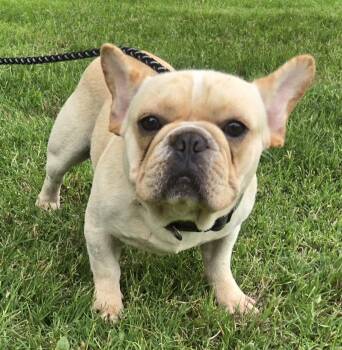 HANK 425 -  French Bulldog Dog for Adoption in New Berlin, Wisconsin - HANK 425 | PetCurious