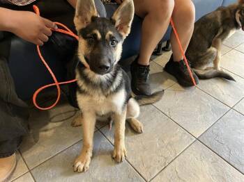 PERCY -  German Shepherd Dog Dog for Adoption in Tustin, California - PERCY | PetCurious