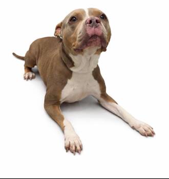 Pit Bull Terrier Dogs Available for Adoption in Plaquemine, Louisiana - Gnocchi | PetCurious