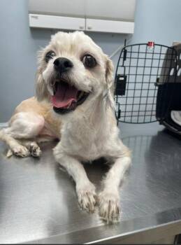 Lulu -  Shih Tzu Dog for Adoption in Chicago, Illinois - Lulu | PetCurious