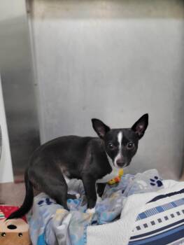 Coco -  Chihuahua Dog Available for Adoption in Chambersburg, Pennsylvania - Coco | PetCurious