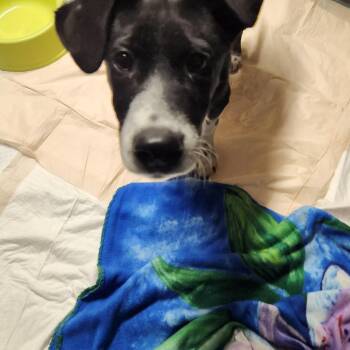 Border Collie Dogs Available for Adoption in Kankakee, Illinois - Lexie | PetCurious