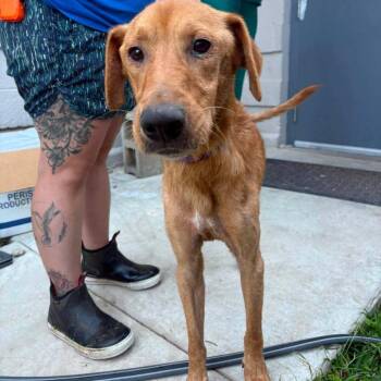 Augustus Gloop Stray Hold 9/7 -  Mixed Breed Dog for Adoption in Huntington, West Virginia - Augustus Gloop Stray Hold 9/7 | PetCurious