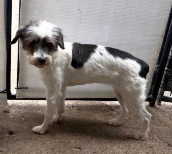 Poodle and Schnauzer Dogs Available for Adoption in Warren, Michigan - Gucci | PetCurious