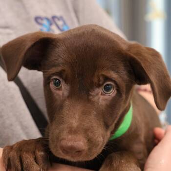 Latte **available at offsite adoption event on Saturday, 7/18* p -  Chocolate Labrador Retriever Dog for Adoption in Briarcliff Manor, New York - Latte **available At Offsite Adoption Event On Saturday, 7/18* P | PetCurious